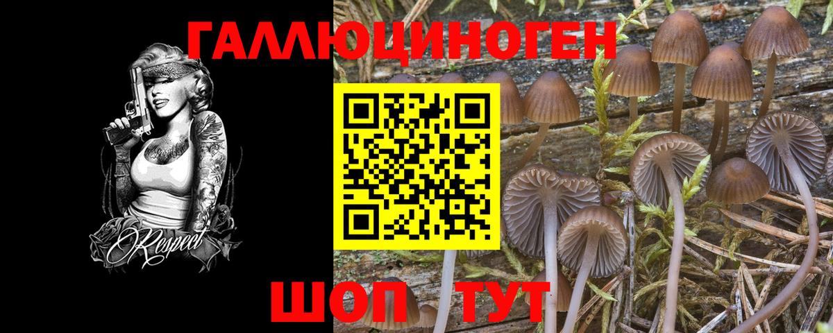 Галлюциногенные грибы Psilocybe  Вход с VPN  Кропоткин 